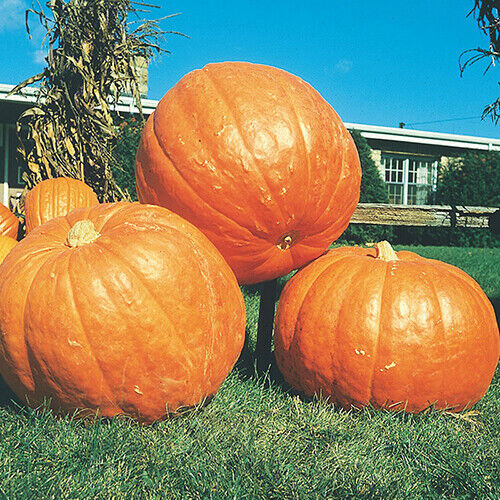Big Max Pumpkin (Cucurbita maxima) Seeds - Giant Pumpkin up to 100 lbs+