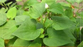 Fish Mint (Houttuynia cordata) Bare Root - 10 Live Plants | Perennial Ground Cover