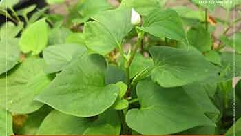 Fish Mint (Houttuynia cordata) Bare Root - 10 Live Plants | Perennial Ground Cover