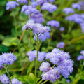 Ageratum DONDO BLUE Seeds - 500 Non-GMO Floss Flower for Pollinators