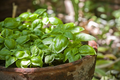 Dwarf Greek Basil Seeds - Ocimum basilicum | Heirloom, Compact & Non-GMO