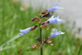 Lyreleaf Sage Seeds (Salvia lyrata) - 25 Seeds | Perennial Wildflower for Pollinators & Ground Cover