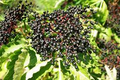 European Black Elderberry Seeds (Sambucus nigra) - 80 Seeds, Edible Fruit, High Yield