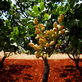 Pistachio Nut Tree Seeds (Pistacia vera) - 5 Seeds, Zones 7-11, Drought-Tolerant