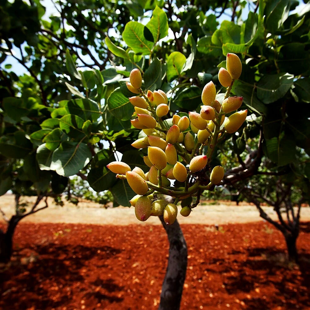 Pistachio Nut Tree Seeds (Pistacia vera) - 5 Seeds, Zones 7-11, Drought-Tolerant