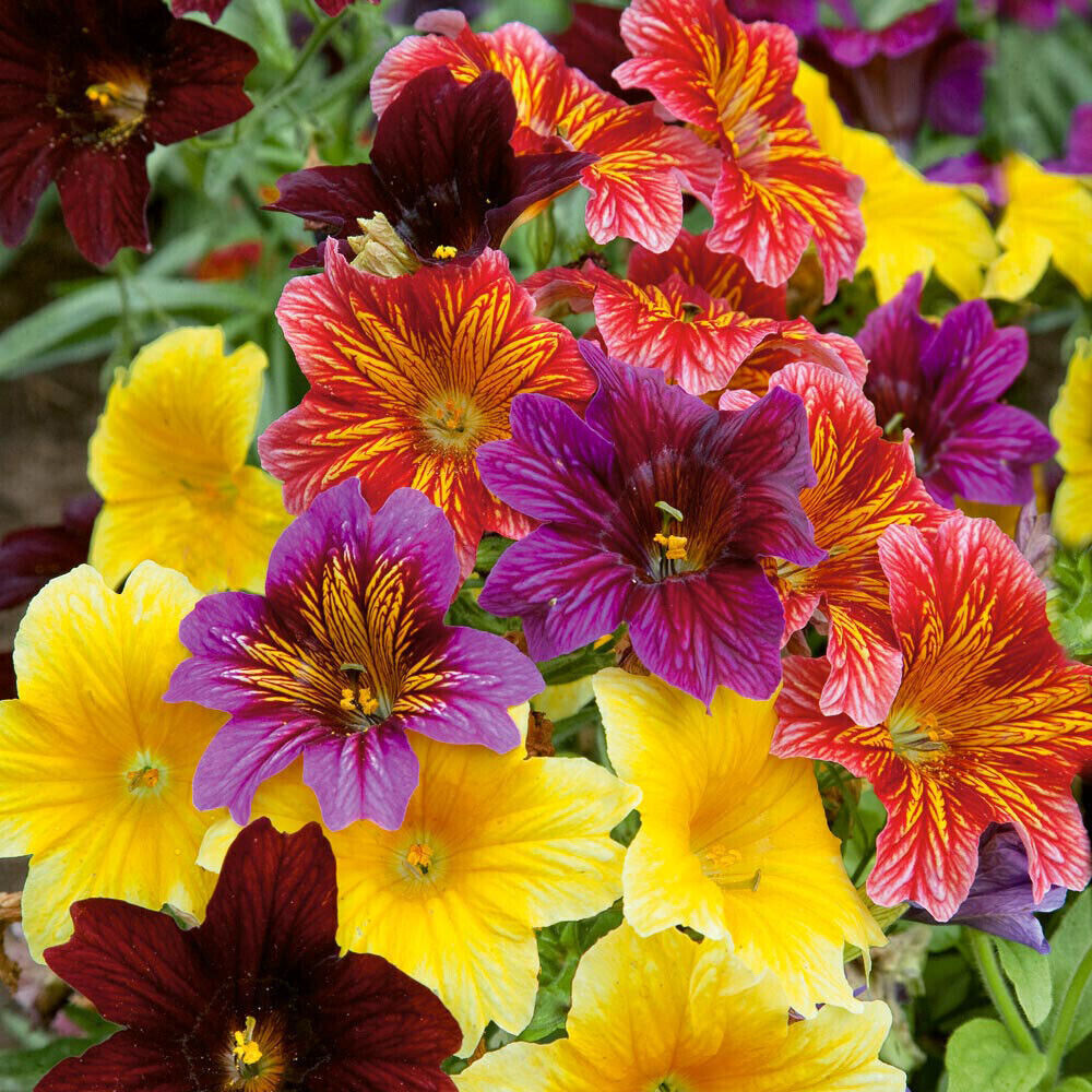 Salpiglosis grandiflora 500 EZ Annual Flower Seed Mix – Paisley Flowers, Bulk Seeds for Garden & Containers
