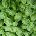 Genovese Basil Seeds (Ocimum basilicum) - Heirloom, Non-GMO, 1g