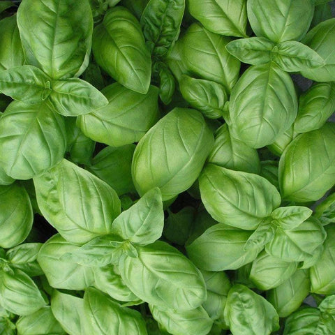 Genovese Basil Seeds (Ocimum basilicum) - Heirloom, Non-GMO, 1g