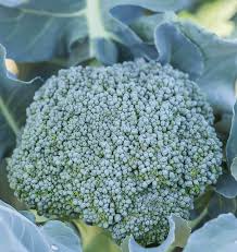 Broccoli Di Cicco Seeds - Heirloom Italian Variety, 1g (Approx. 300 Seeds)