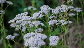 White Yarrow Achillea millefolium Bare Root Perennial Plant