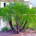 10 Dwarf Pygmy Date Palm Seeds - Phoenix roebelinii