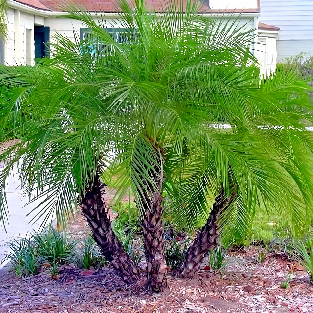 10 Dwarf Pygmy Date Palm Seeds - Phoenix roebelinii