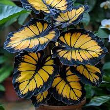 Sunburst Calathea Seeds (Calathea sp.) – 25 Seeds, Tropical Foliage