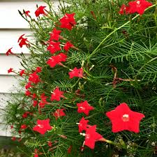 Star Glory Seeds (Ipomoea quamoclit) - Cardinal Creeper Vine, Scarlet Red Blooms, Fast-Growing, USDA Zones 11-12