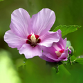 Rose of Sharon Hibiscus Organic Live Plants with Roots - 2 Starter Bushes
