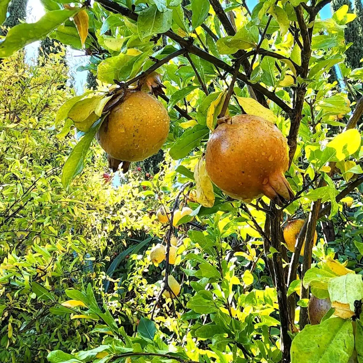 White Pomegranate Starter Plant (Punica granatum) - 1?-2? Live Tree