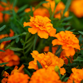 French Marigold Tangerine Double Dwarf Seeds – 100 Non-GMO Seeds for Containers & Borders
