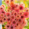 Senorita Zinnia Seeds - 100+ Magenta-Pink Blooms, Heat-Tolerant Annual for Beds & Pollinator Gardens