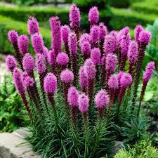 Purple Blazing Star Seeds (Liatris spicata) – 50 Seeds for Pollinator Gardens, Zones 3-9