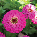 Uproar Rose Zinnia Seeds – 100+ Seeds, Rose-Pink, Annual, Full Sun