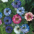 Love-in-a-Mist Seeds Miss Jekyll Double Mix Nigella damascena – 200 Seeds