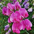 Ian Myers Sweet Pea Seeds - Deep Maroon, Fragrant, 50+ Seeds for Climbing Vines