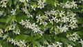 Star Jasmine Cuttings - 7 Live 6" Unrooted Cuttings, Fragrant White Blooms, Zones 8-10