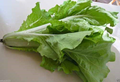 Frilly Leaf Pak Choi Fun Jen Hybrid Seeds - 180 Brassica rapa