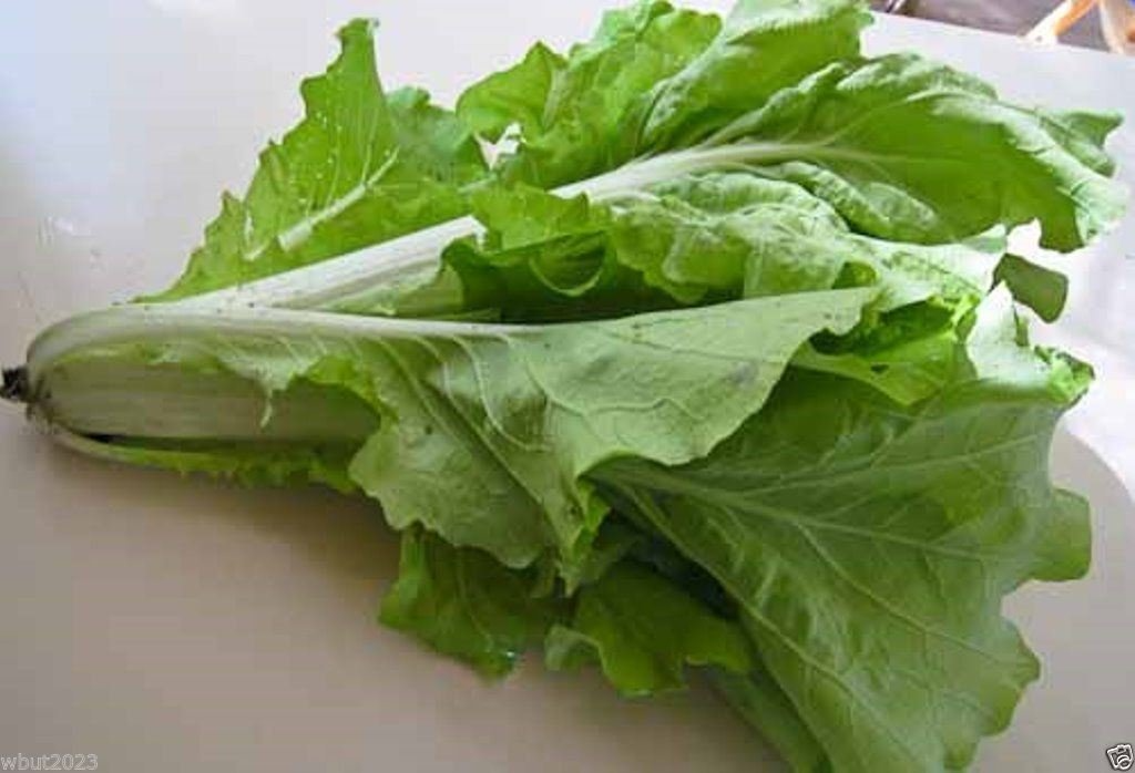 Frilly Leaf Pak Choi Fun Jen Hybrid Seeds - 180 Brassica rapa