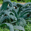 Kale Lacinato Seeds (250) - Dinosaur/Tuscan Kale - Brassica oleracea | Organic, Non-GMO
