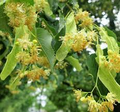 Littleleaf Linden Tree (Tilia cordata) Bare-Root - Pyramidal Shade Tree, Fragrant Yellow Flowers, 2-3’ Tall, Zones 3-8