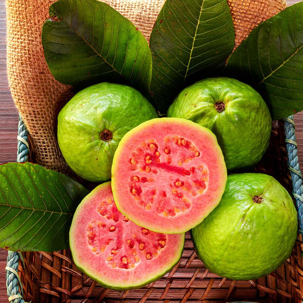 Ruby Red Guava Tree 8-10" Live Plant - Psidium guajava, Ready to Plant