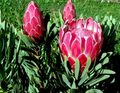 Queen Protea Seeds (Protea magnifica) – Woolly Beard Exotic Blooms, USDA Zones 9-12, Acidic Soil