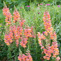 Snapdragon Seeds Potomac Orange (Antirrhinum majus) - 1000+ Seeds for Garden & Cut Flowers