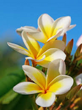 Aztec Gold Plumeria Cuttings – 3 Fresh 8-10" Cuttings, Fragrant Cream/Gold Flowers