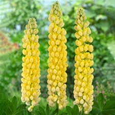 Lupinus Desert Sun Seeds – 25+ Yellow & Orange Lupine for Pollinator Gardens