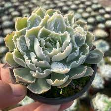 Echeveria Shaviana Frills Ruffles - 9" Live Plant Cutting (Bare Root) Starter Plant