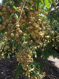 Longan Tree Dimocarpus Dragon Eye Seedling (6”) with Pot - Tropical Fruit Tree