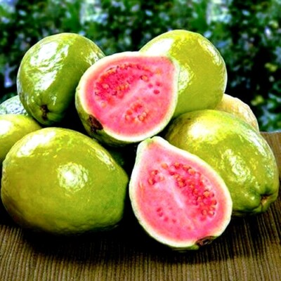 Ruby Supreme Guava Tree Seeds - 20 Psidium guajava Pink Flesh, Self-Pollinating