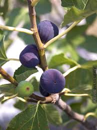 Texas Blue Giant Fig Seeds - 100+ Seed Pack | Ficus carica - Heat-Tolerant, Self-Fertile
