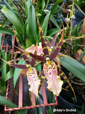 Miltonia Hybrid Orchid – Blooming Size, 3-6 Flowers per Spike, 3-4” Blooms in 3.25” Pot