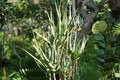 Aloe ciliaris (Climbing Aloe) Starter Cutting - 4" from South Africa