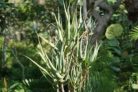 Aloe ciliaris (Climbing Aloe) Starter Cutting - 4" from South Africa