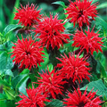 Cherry Red Monarda Bee Balm Plants (Lot of 2) - Live Perennial Starter Plants