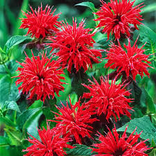 Cherry Red Monarda Bee Balm Plants (Lot of 2) - Live Perennial Starter Plants
