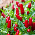Chile Piquin Hot Pepper Seeds (Capsicum annuum) – Heirloom, Non-GMO, 300mg