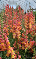 Antirrhinum majus Orange Wonder Snapdragon Seeds - 1000+ Vibrant Orange Blooms