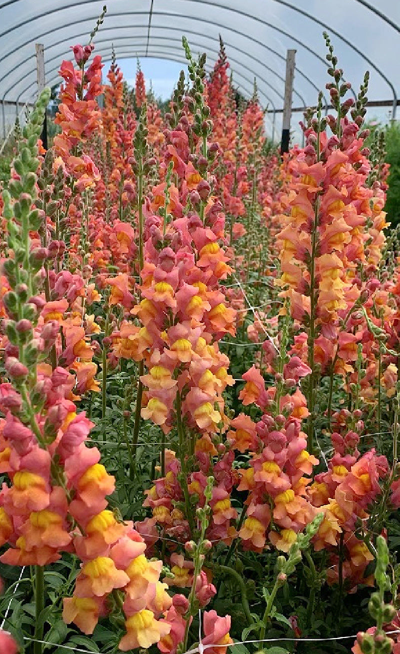 Antirrhinum majus Orange Wonder Snapdragon Seeds - 1000+ Vibrant Orange Blooms