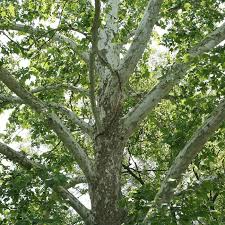 American Sycamore Tree (Platanus occidentalis) - 2-3 ft Bare Root | Zones 4-9