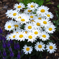 Shasta Daisy Seeds Leucanthemum × superbum | Hardy Perennial with White Blooms